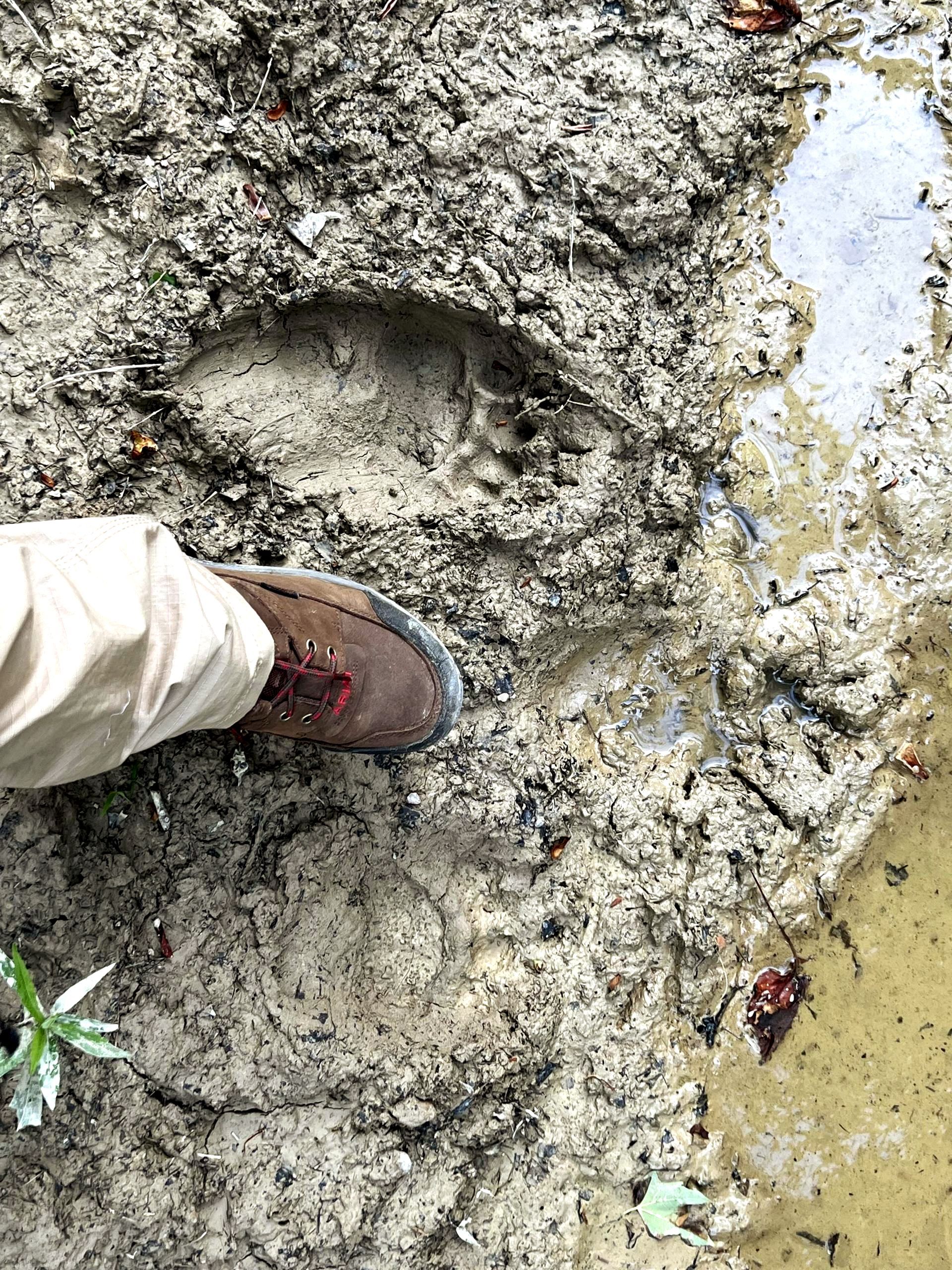 Amelia's foot, in a hiking boot, is not quite as large as the bear print beside it in the mud