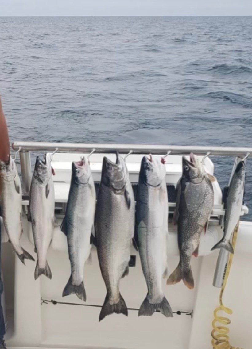 A bunch of fish hanging from a railing on a boat