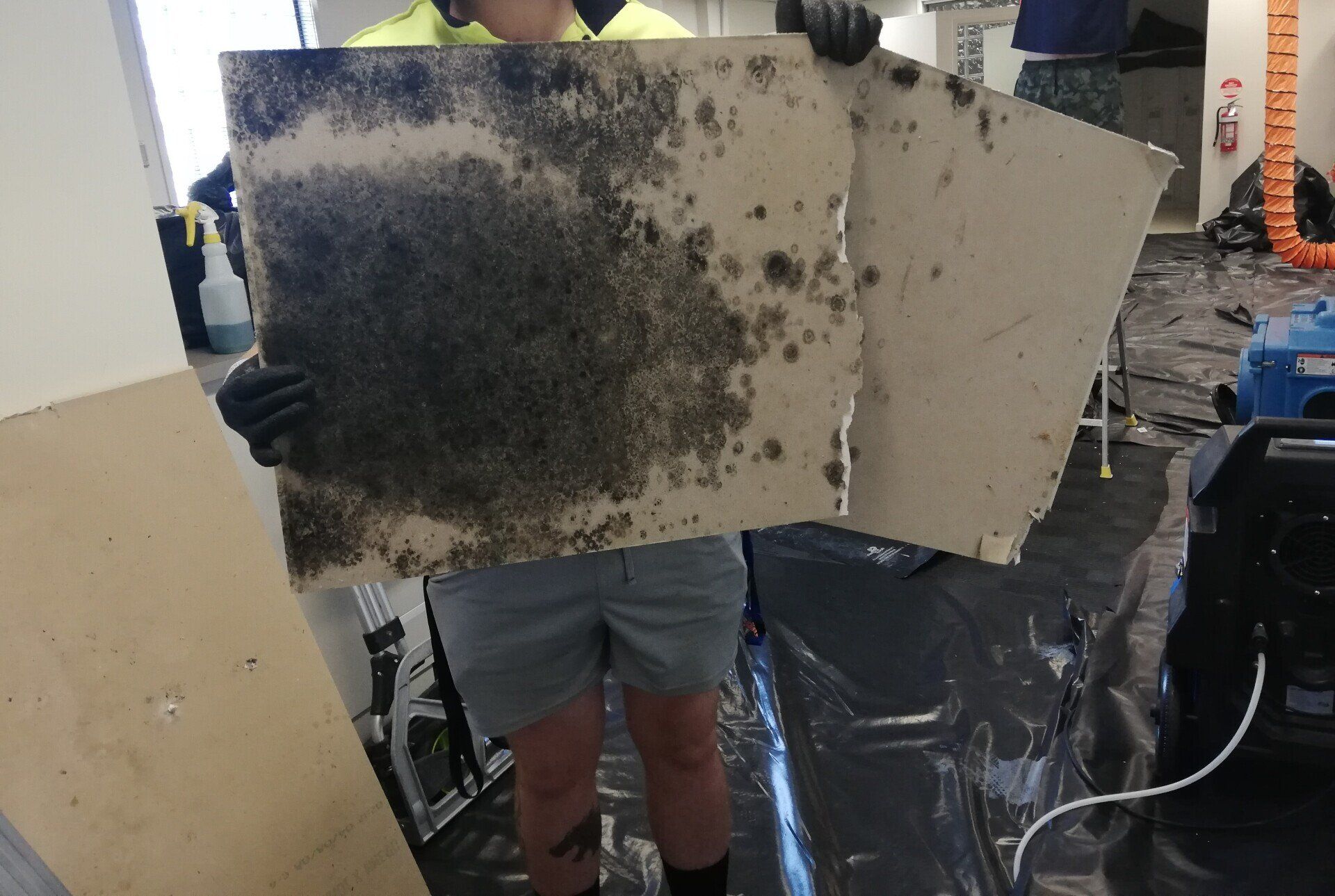 Worker Holding A Mould — Carpet Cleaning In Townsville QLD