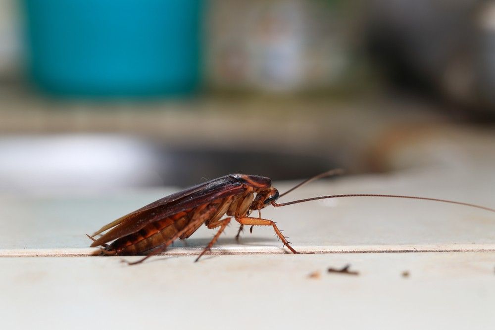 A cockroach is crawling on a kitchen counter. — Advanced Pest Control Wollongong in Albion Park Rail, NSW