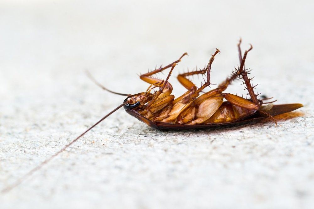 A Cockroach is Laying on Its Back on a White Surface — Advanced Pest Control Wollongong in Shellharbour, NSW