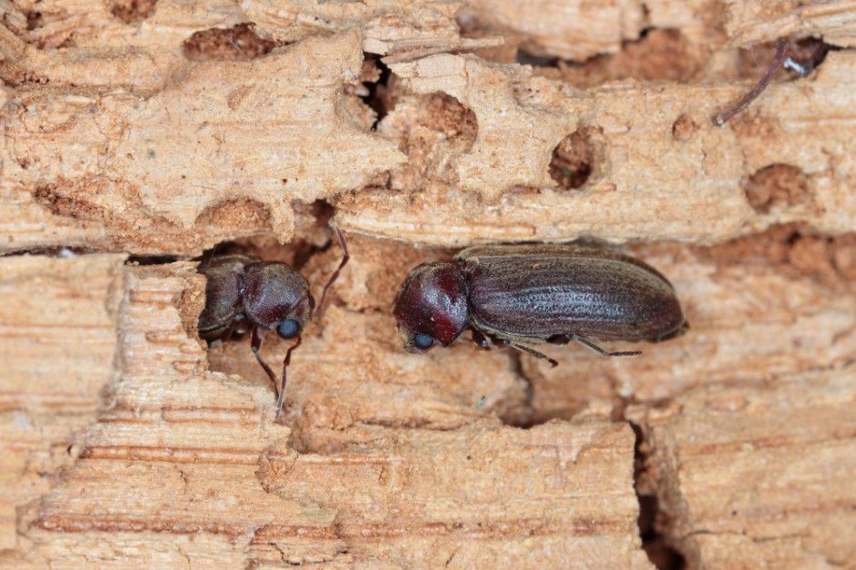 Two Beetles Are Crawling on a Piece of Wood — Advanced Pest Control Wollongong in Albion Park, NSW