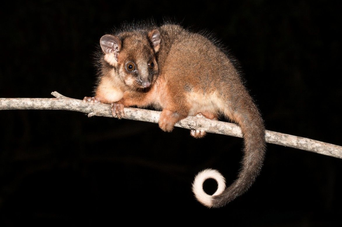 A Small Possum is Sitting on a Tree Branch — Advanced Pest Control Wollongong in Woonona, NSW