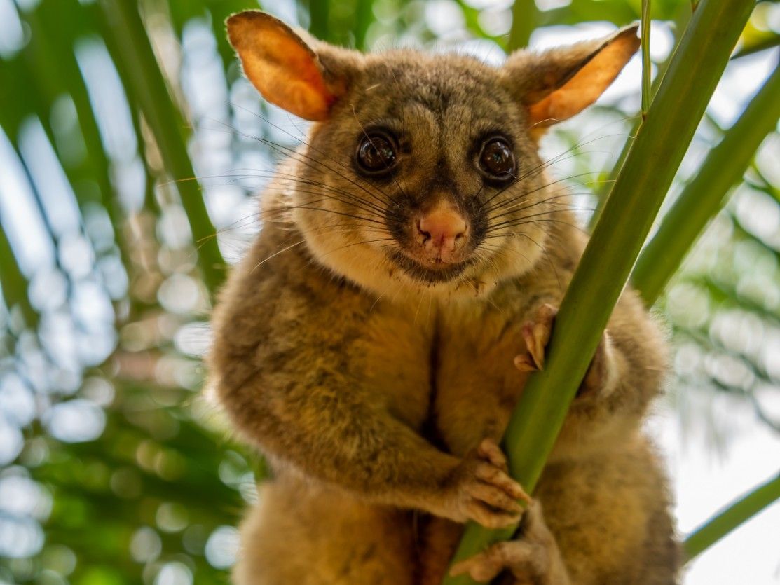 A Close Up of a Possum Hanging From a Tree Branch — Advanced Pest Control Wollongong in Dapto, NSW