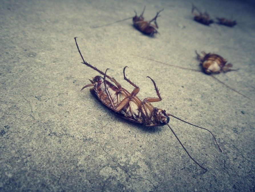 A Cockroach is Laying on Its Back on the Ground — Advanced Pest Control Wollongong in Albion Park, NSW