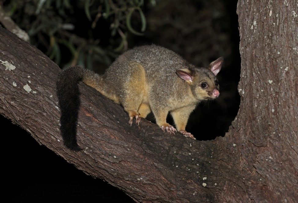 A Small Possum is Sitting on a Tree Branch at Night — Advanced Pest Control Wollongong in Thirroul, NSW