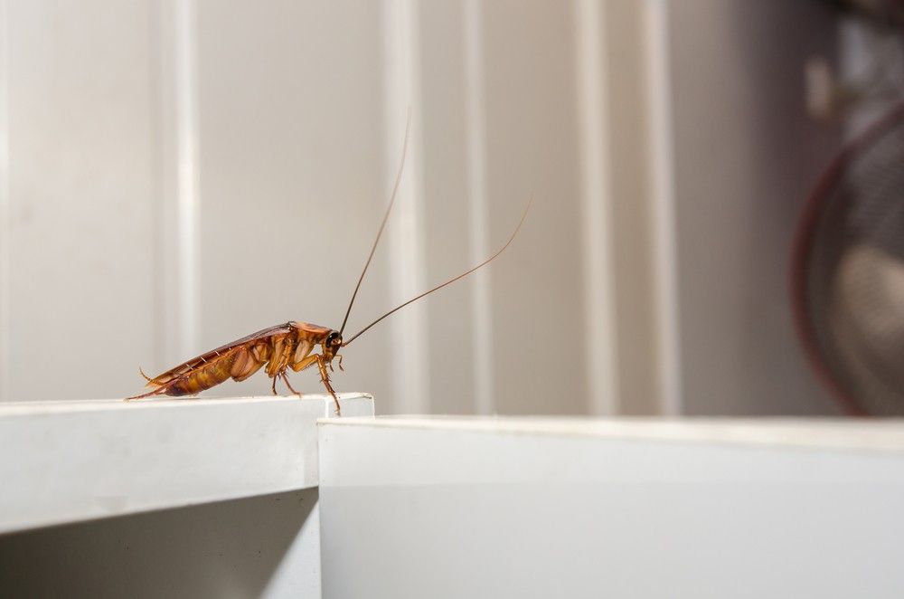 A Cockroach is Sitting on the Edge of a White Shelf — Advanced Pest Control Wollongong in Dapto, NSW