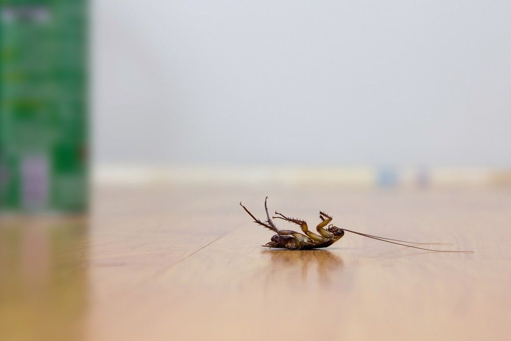A Cockroach is Laying on Its Back on a Wooden Floor — Advanced Pest Control Wollongong in Corrimal, NSW