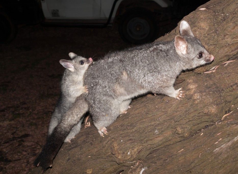 A Couple of Possum Animals Standing on a Rock — Advanced Pest Control Wollongong in Berry, NSW