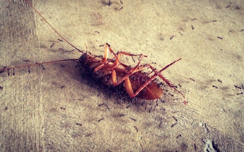 A Cockroach is Laying on the Ground Surrounded by Ants — Advanced Pest Control Wollongong in Albion Park Rail, NSW