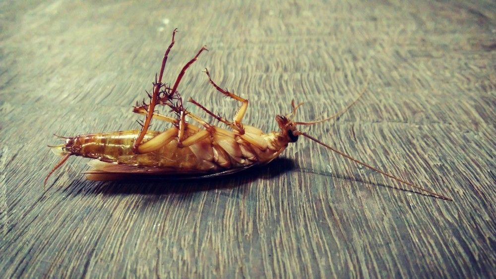 A Cockroach is Laying on Its Back on a Wooden Floor — Advanced Pest Control Wollongong in Gerringong, NSW