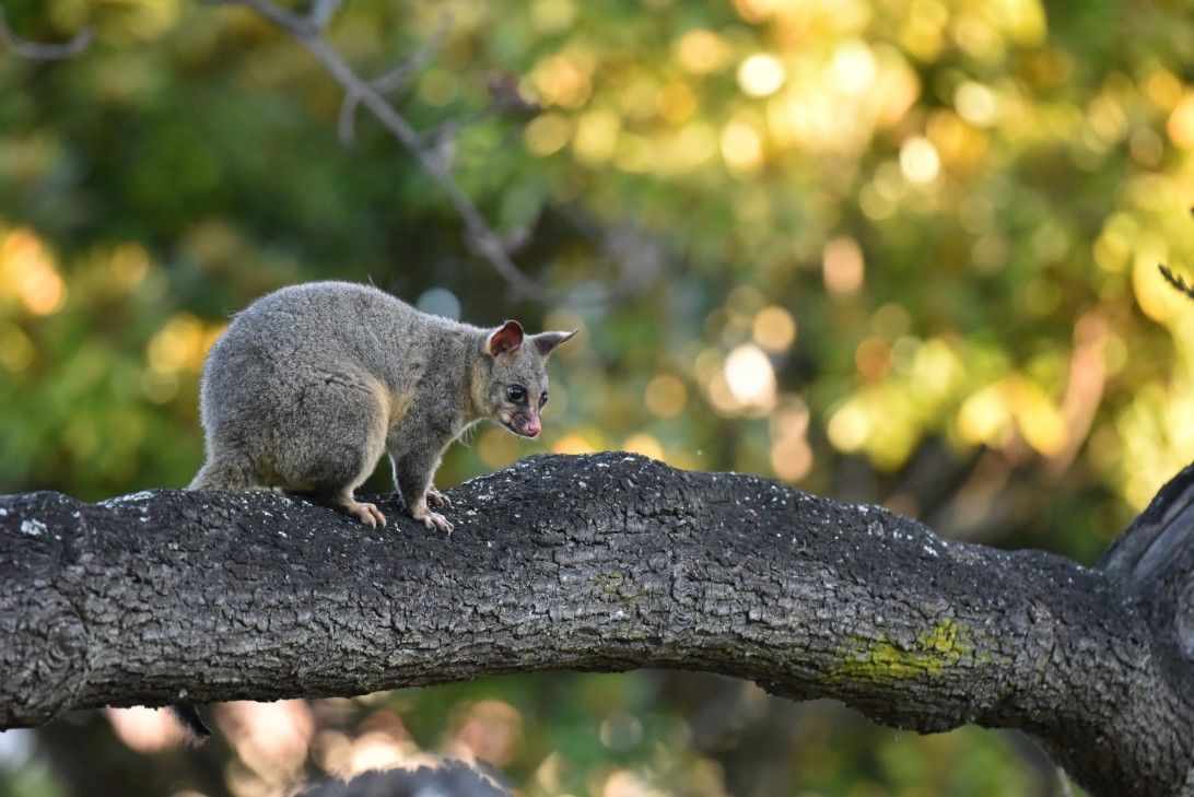 A Small Possum is Sitting on a Tree Branch — Advanced Pest Control Wollongong in Gerringong, NSW