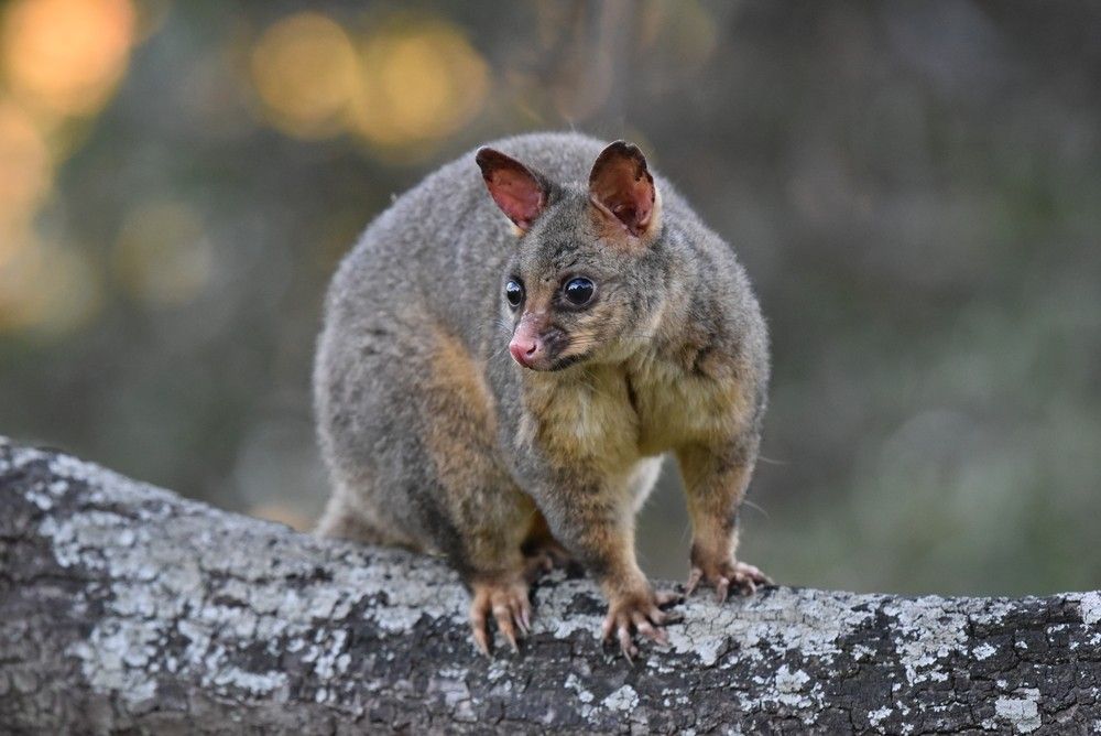 A Possum is Sitting on a Rock  — Advanced Pest Control Wollongong in Albion Park Rail, NSW