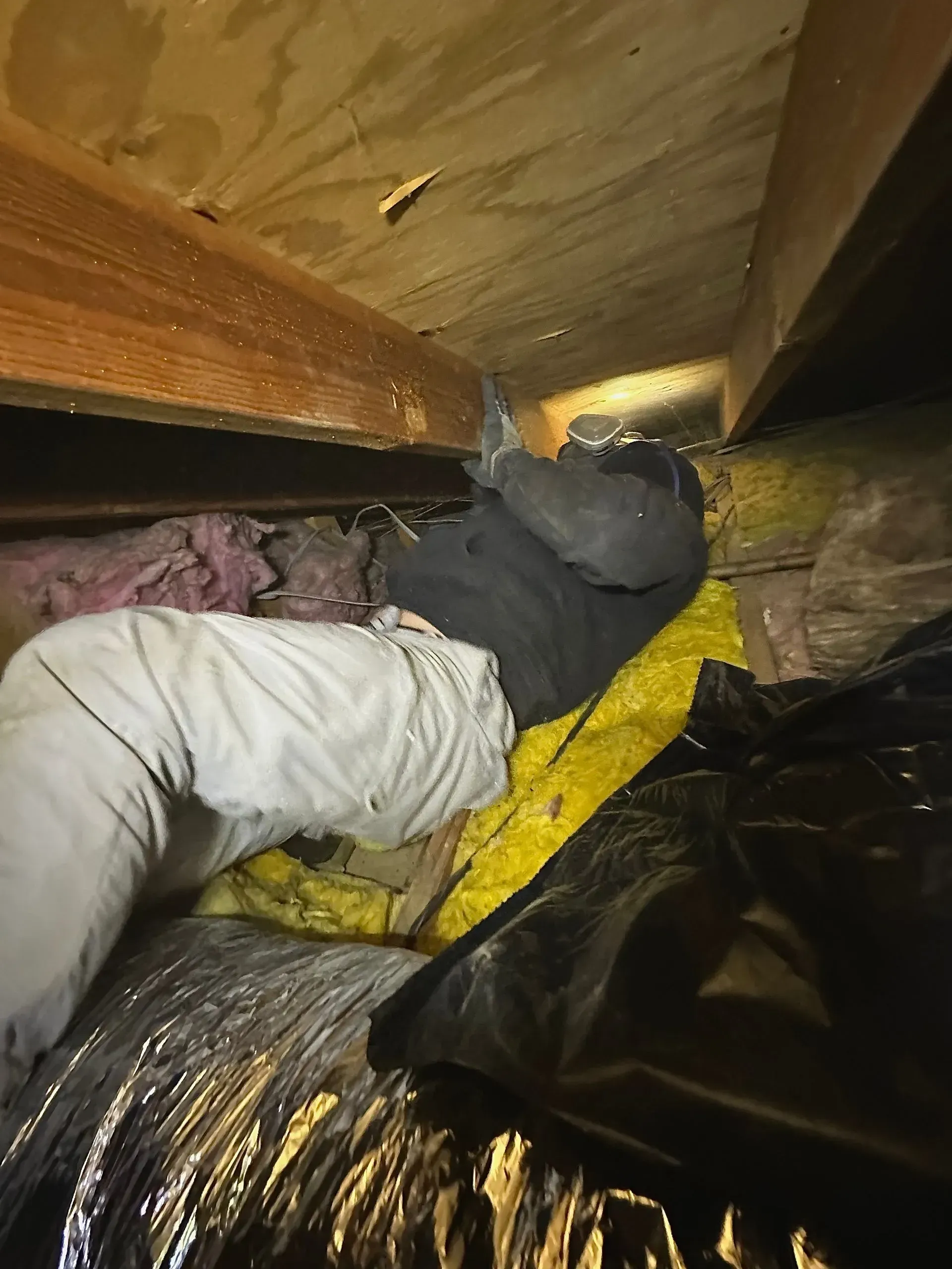 pest control inspection