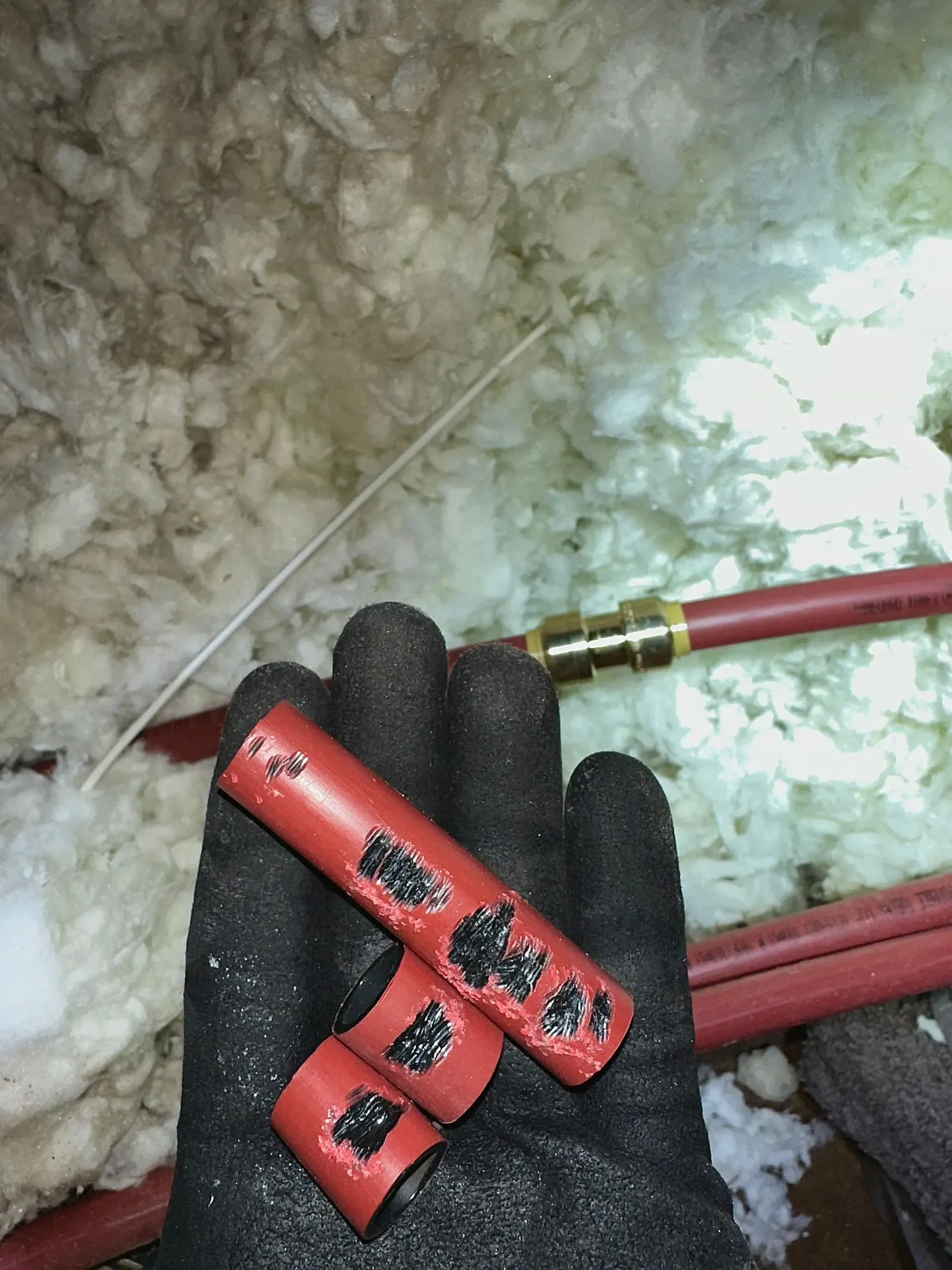 pest control inspection