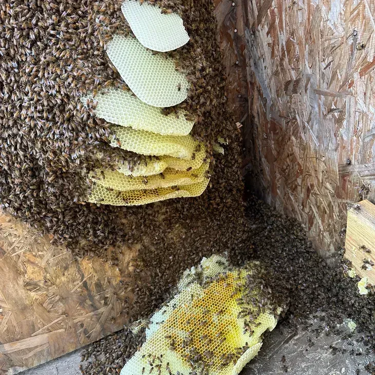 bee hive removal