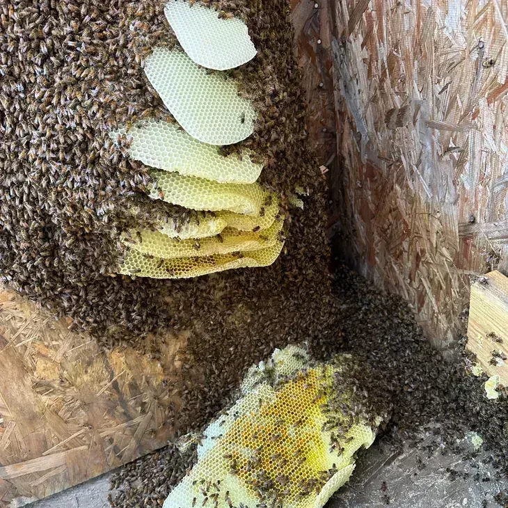 Bees clustered on stacked honeycomb inside a wooden hive box near Bakersfield
