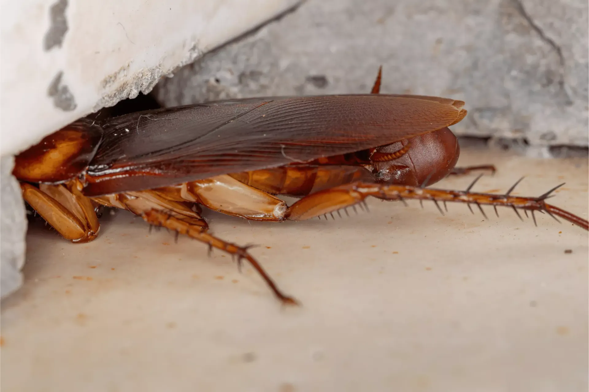 A man wearing a gas mask is crawling through a hole in the ceiling to find pests in Bakersfield