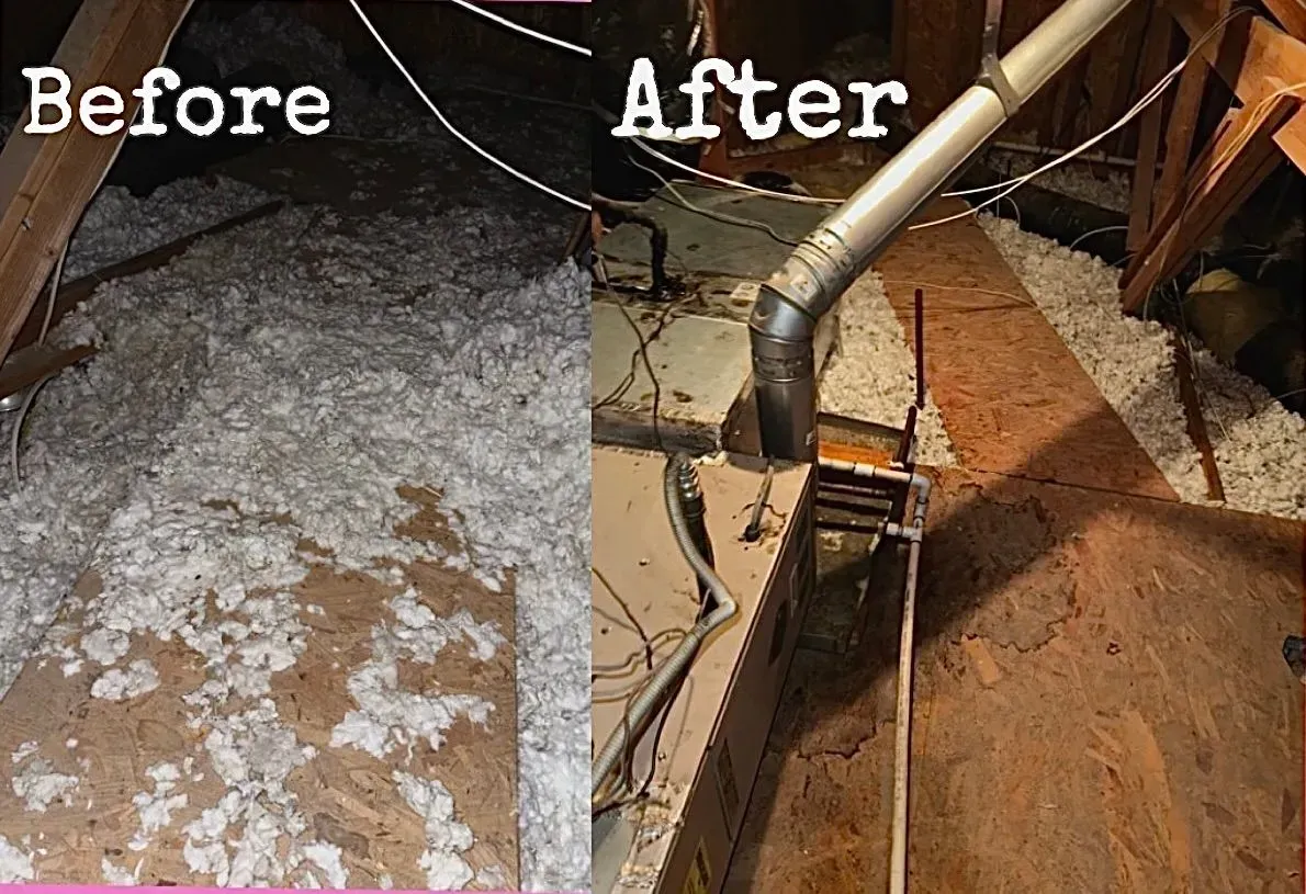 pest control inspection