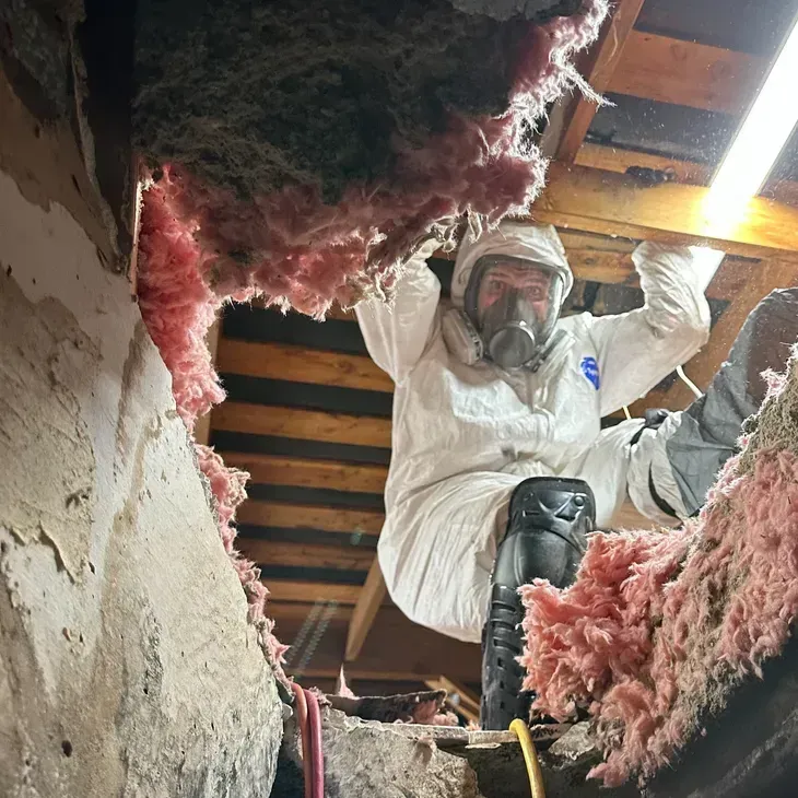 general pest control