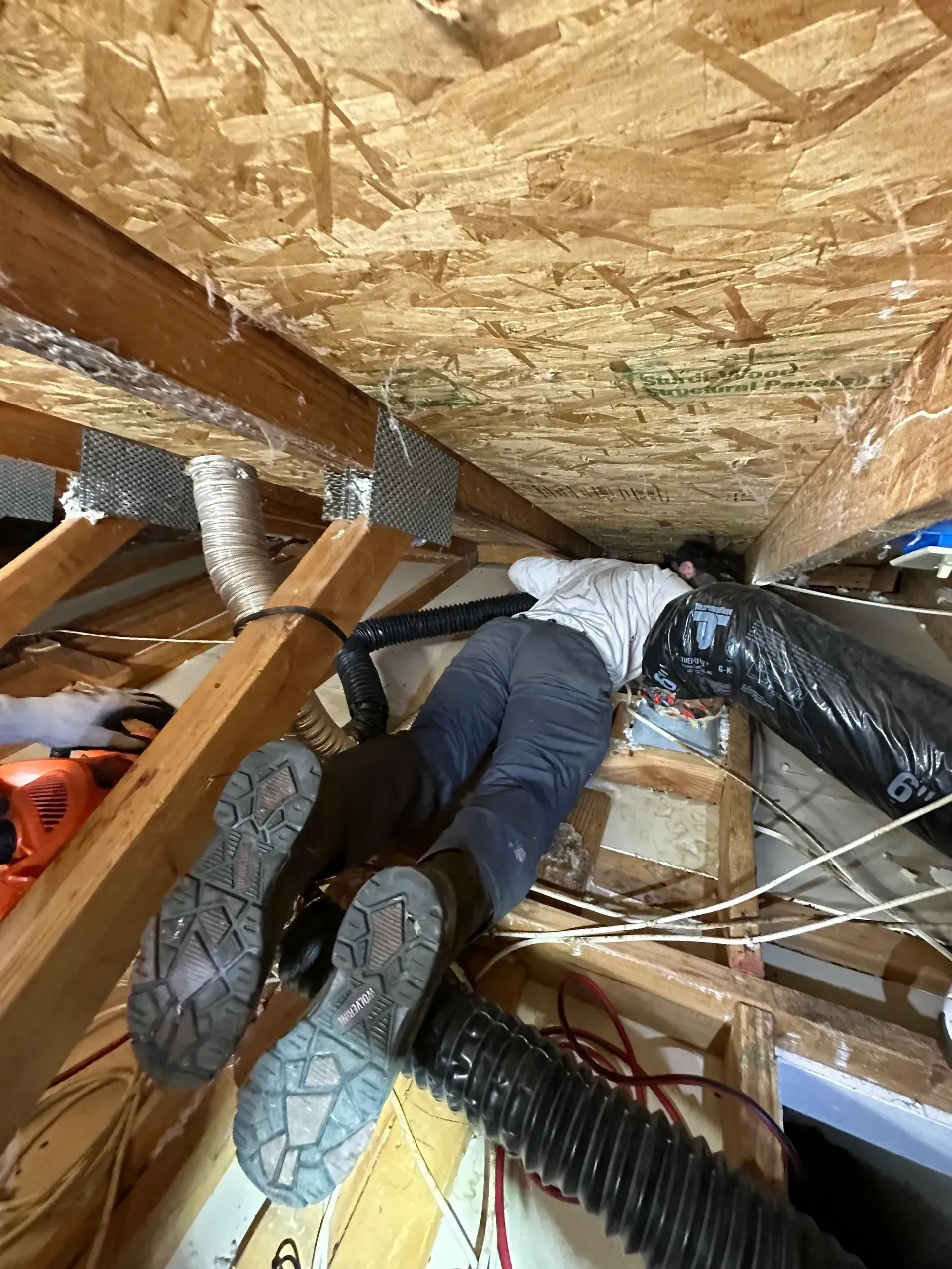 pest control inspection