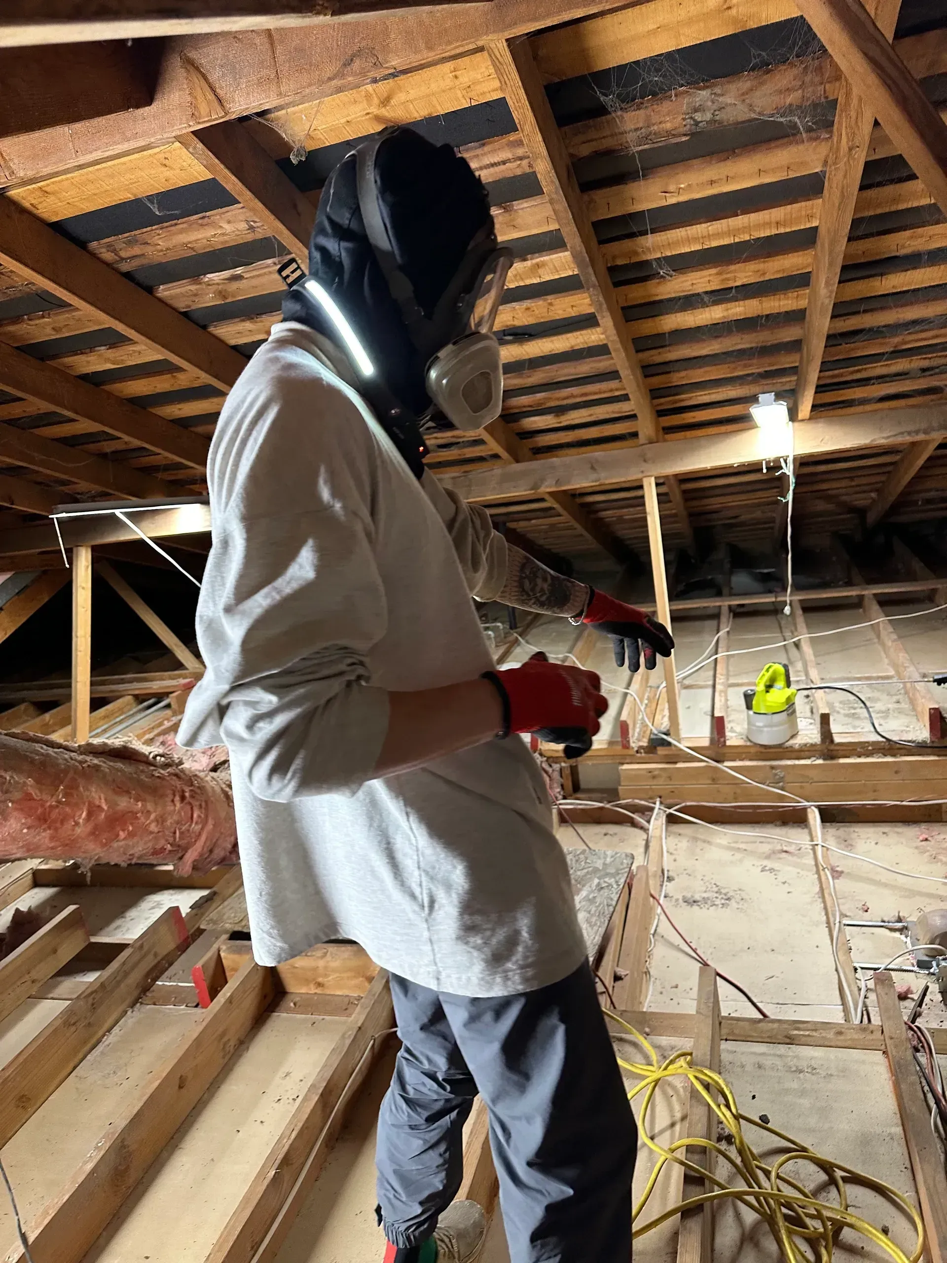 pest control inspection