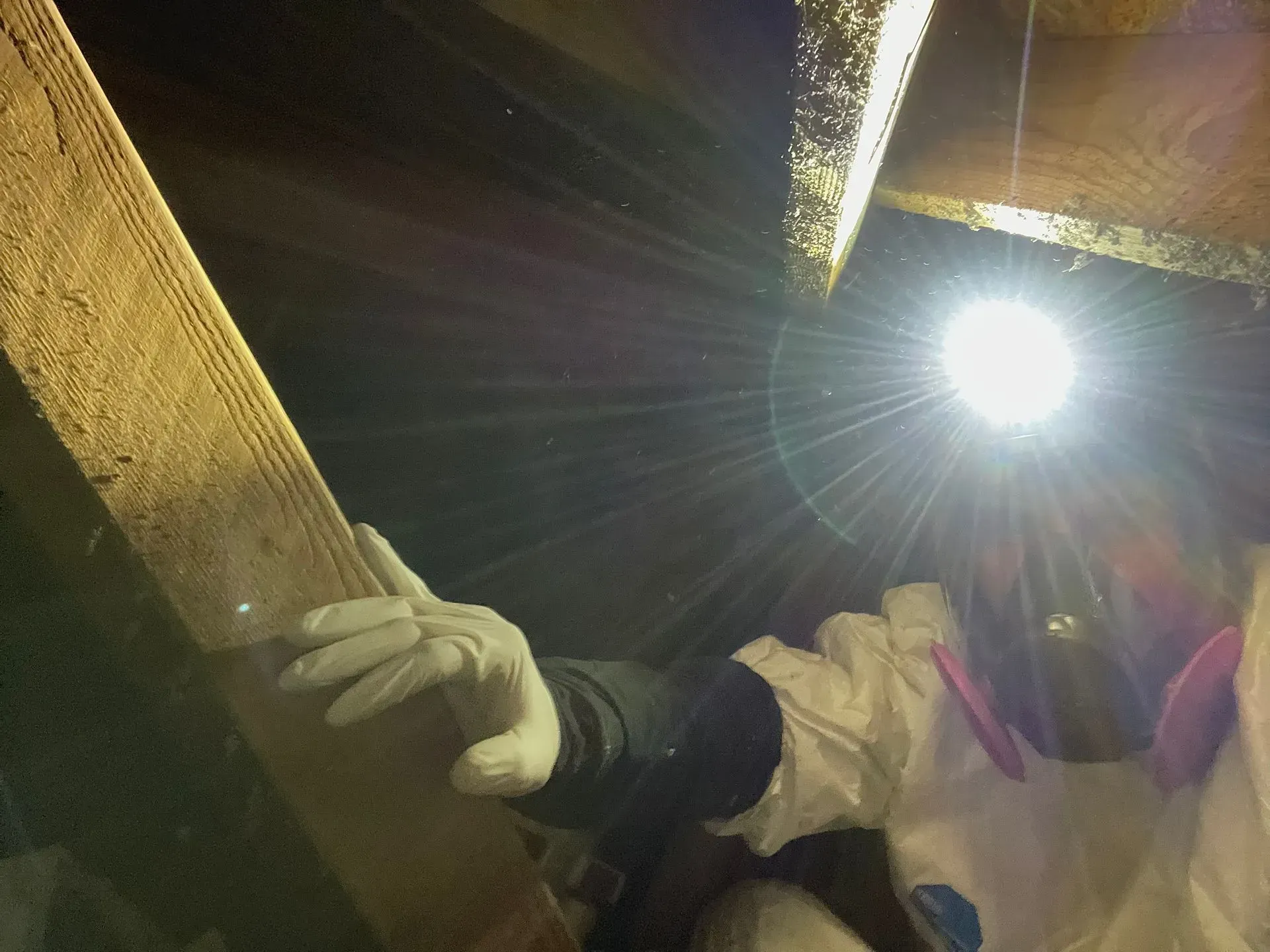 pest control inspection