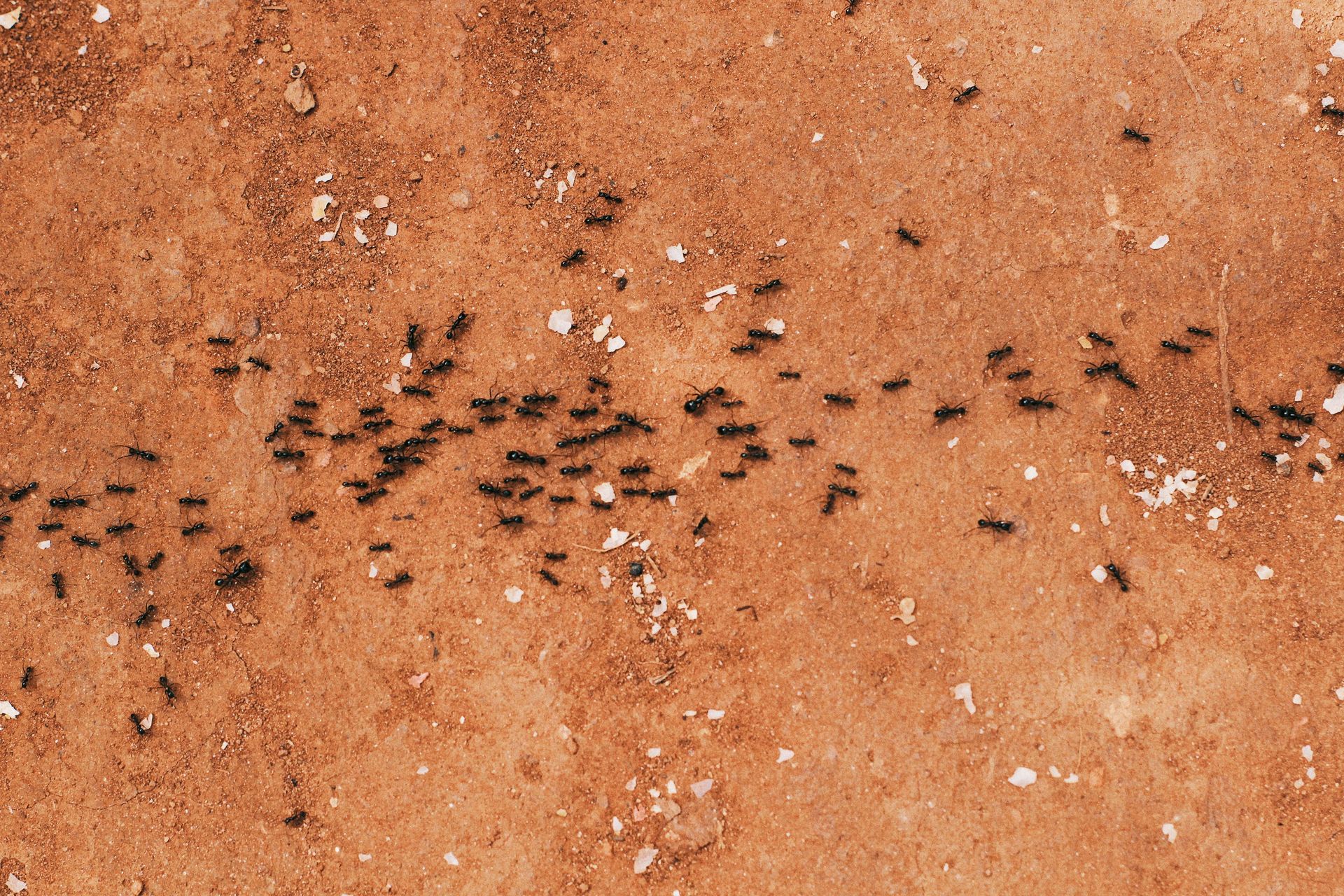 Ants crawling across reddish-brown sandy ground
