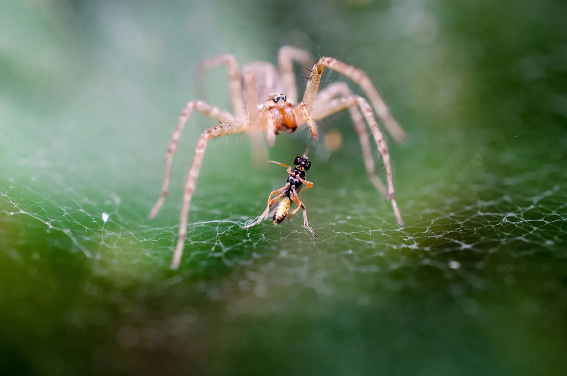 Spider on a web with a small insect caught beneath it, against a green blurred background