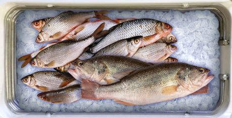 Fish inside Frostbox cooler
