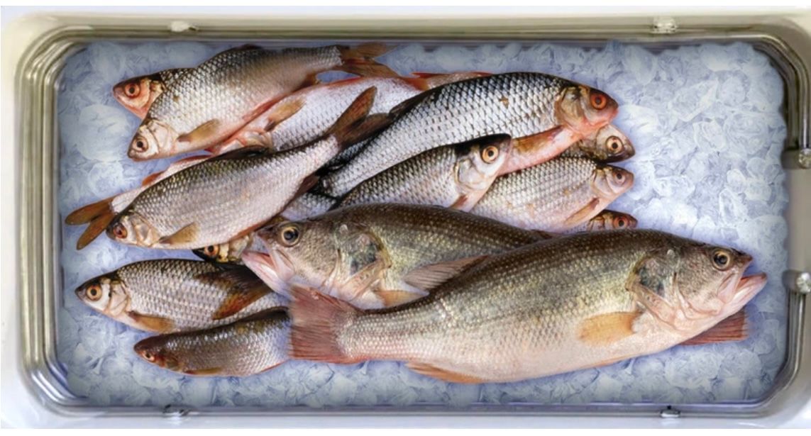 FIsh inside Frostbox cooler