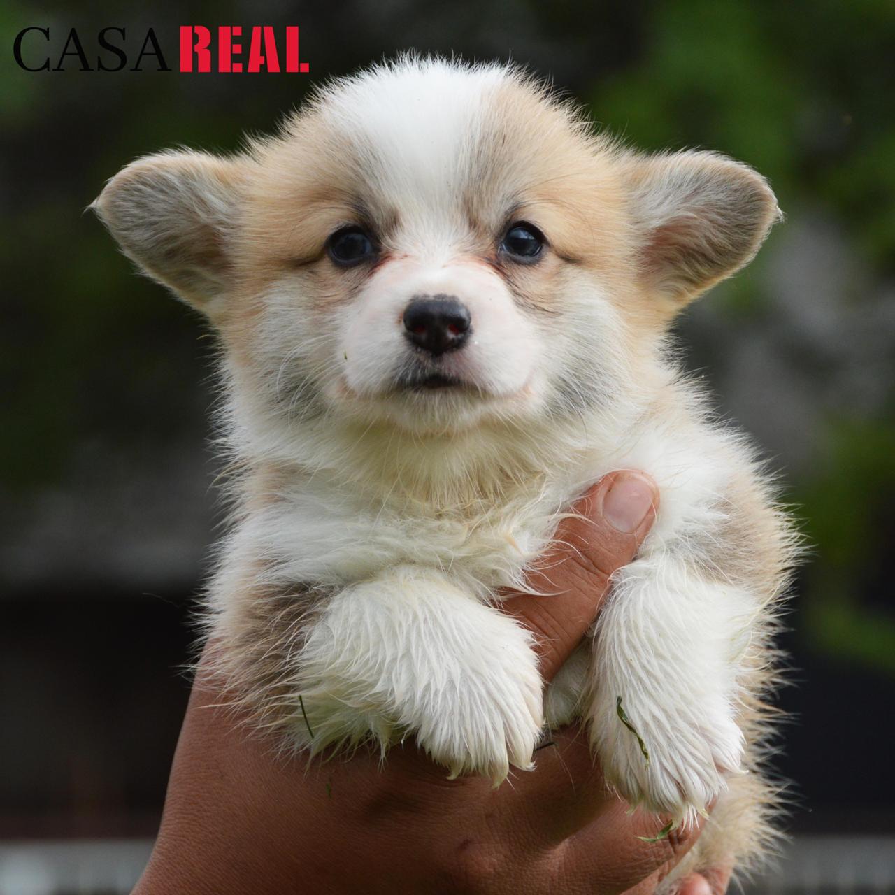 cachorros welsh corgi en venta