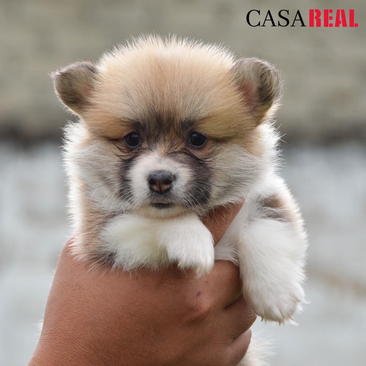 cachorros welsh corgi en venta