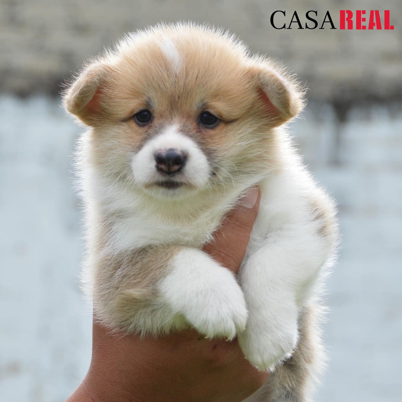 cachorros welsh corgi en venta