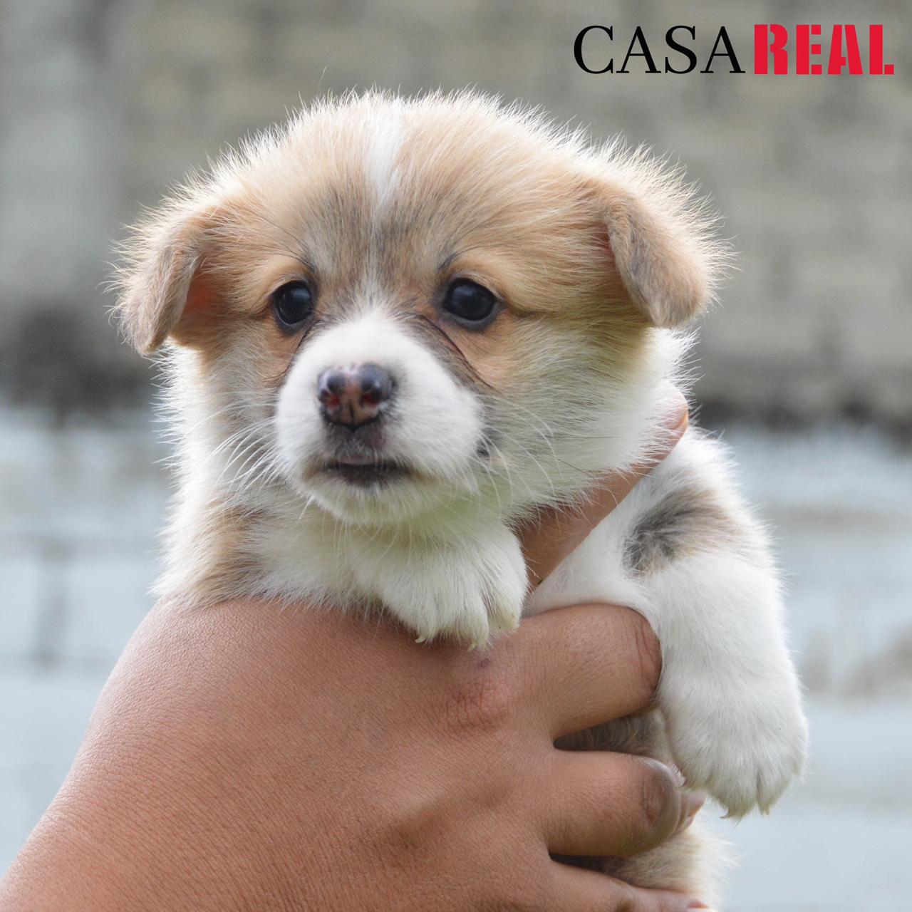 cachorros welsh corgi en venta