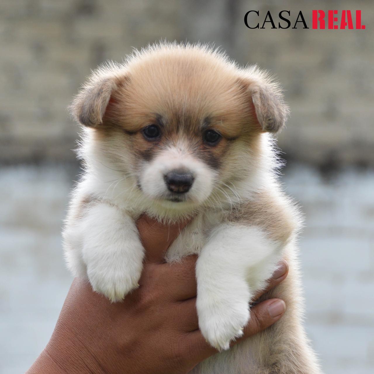 cachorros welsh corgi en venta