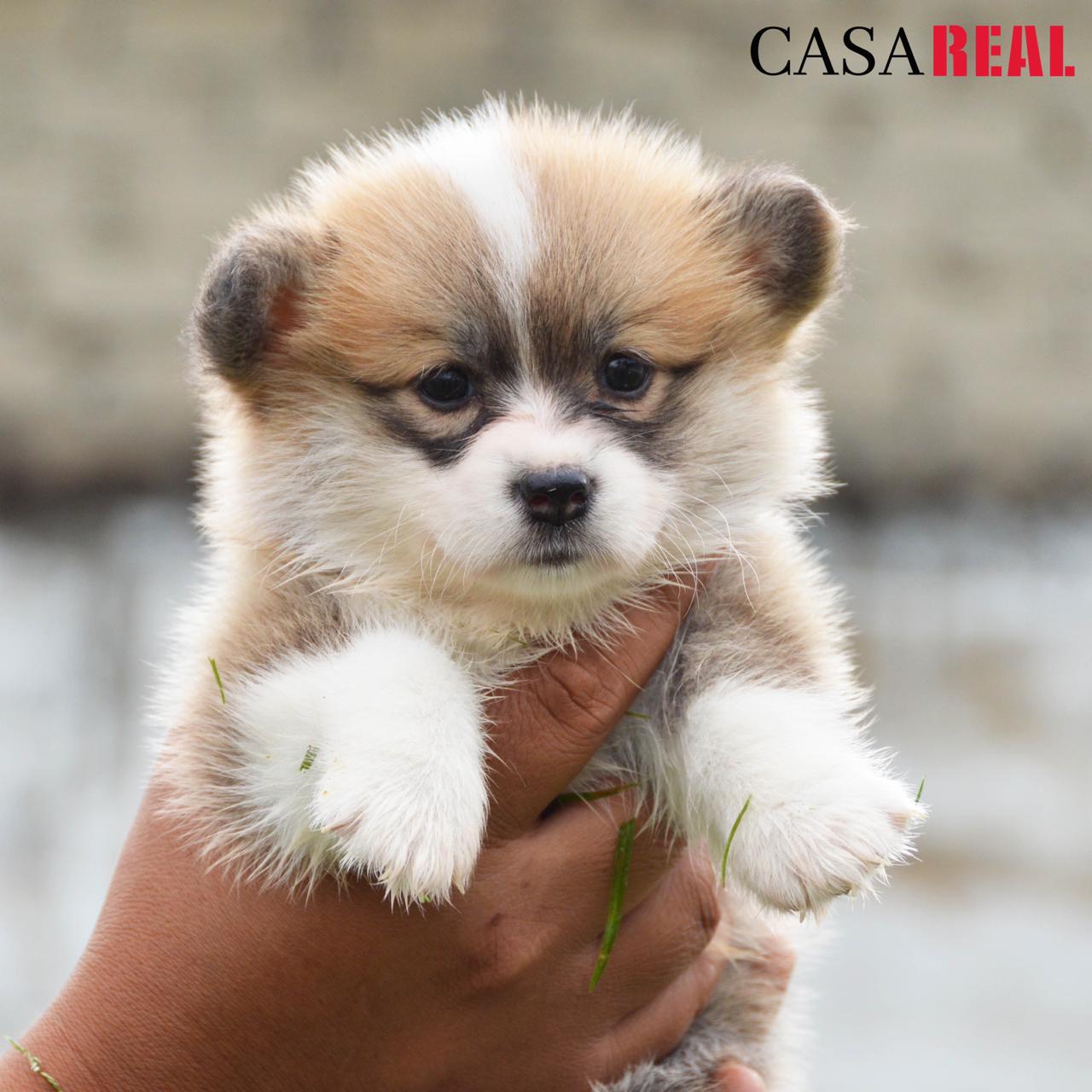 cachorros welsh corgi en venta