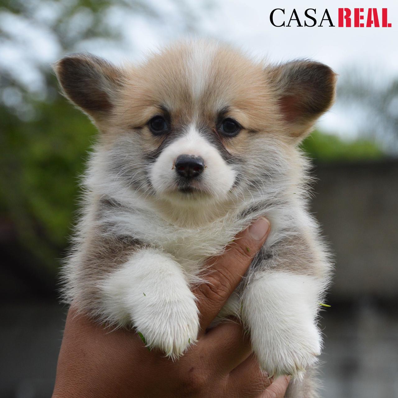 cachorros welsh corgi en venta