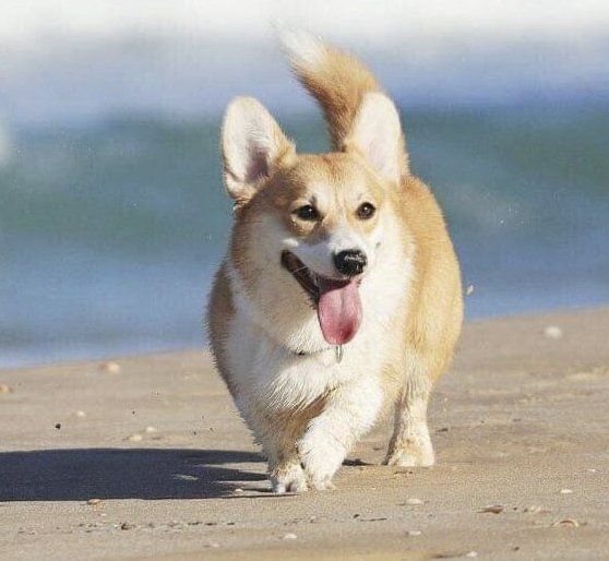 criadero de welsh corgi en fresno