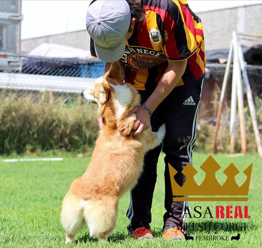 perros welsh corgi en venta