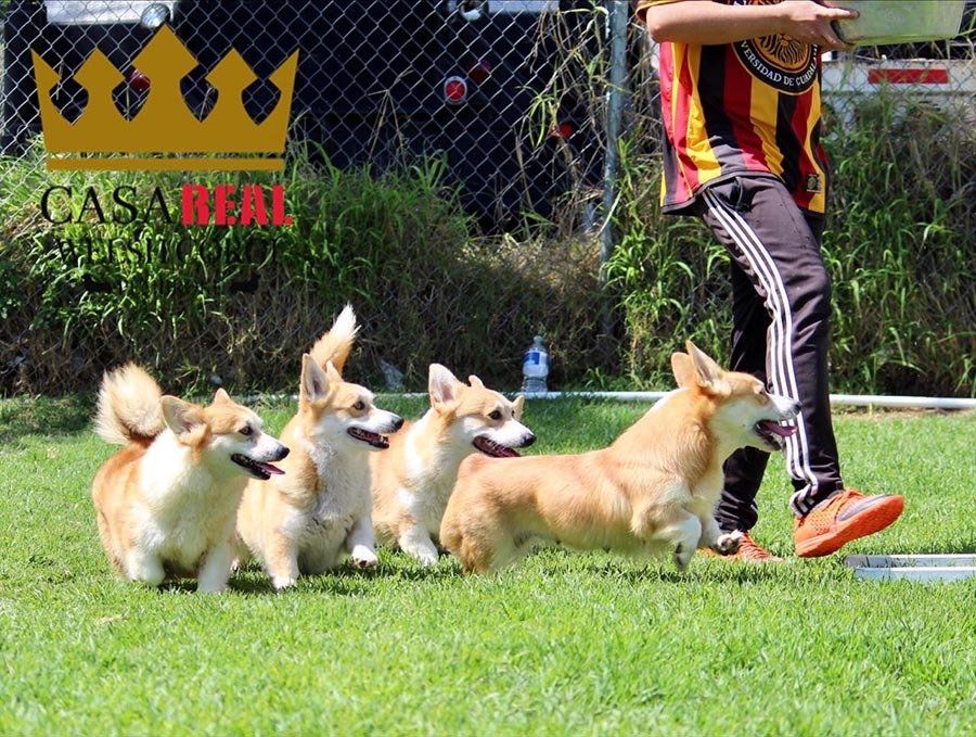 perros welsh corgi en venta