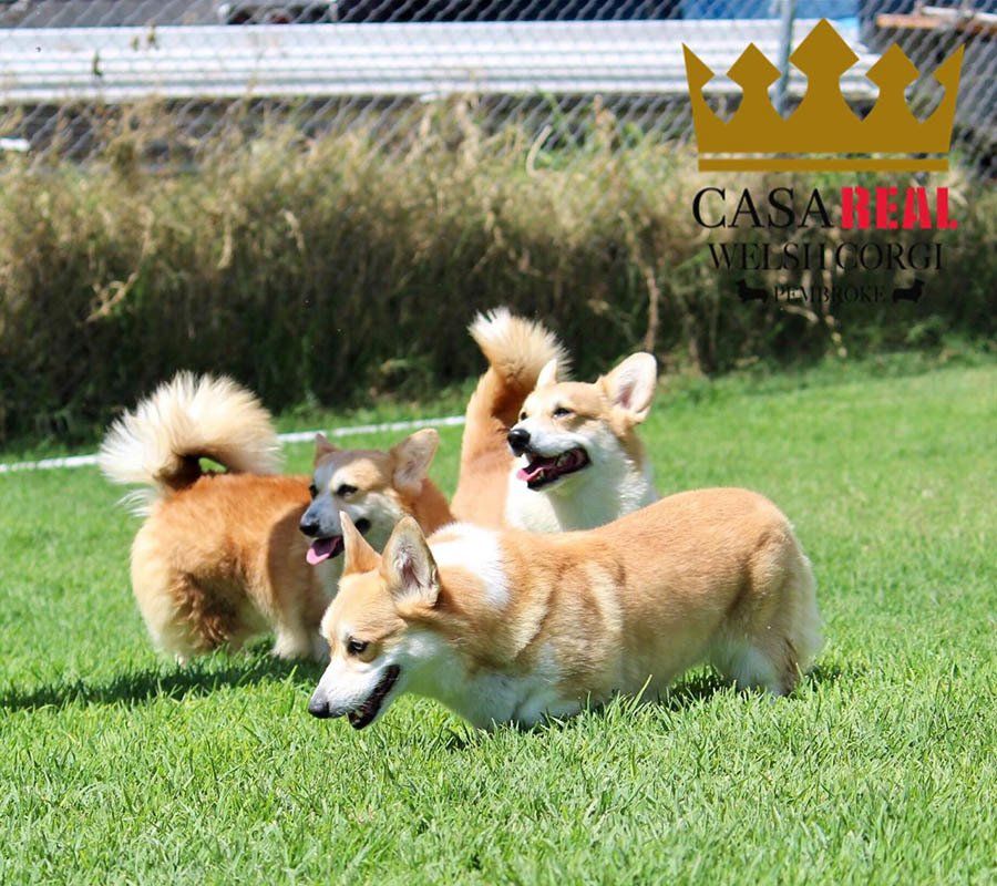 perros welsh corgi en venta