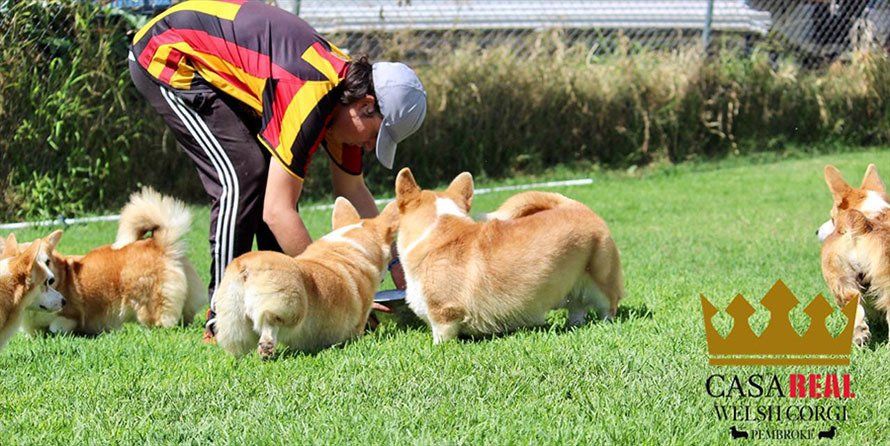 perros welsh corgi en venta