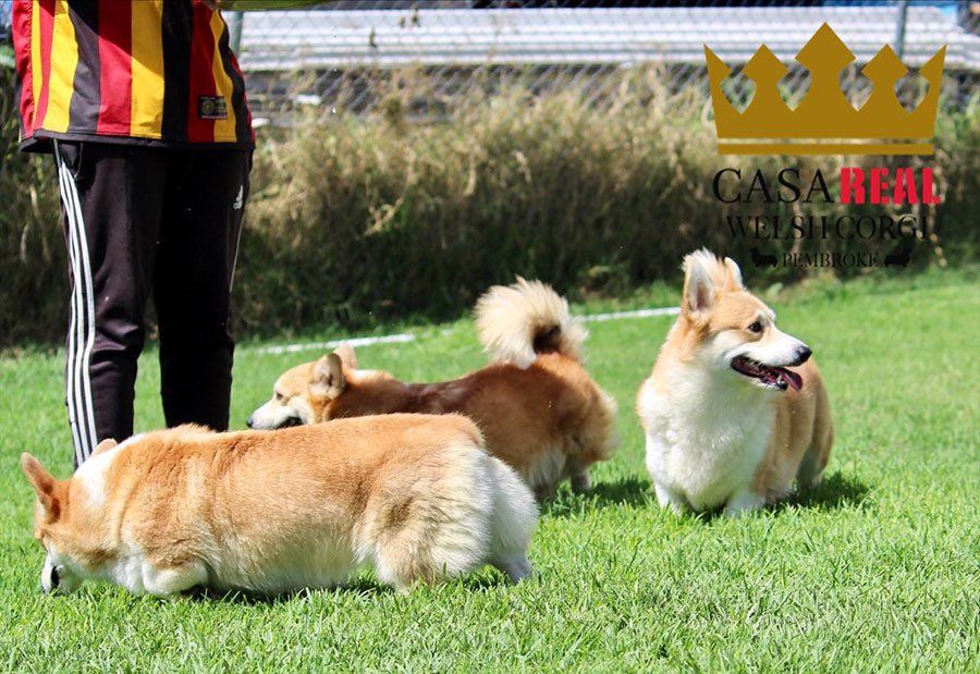 perros welsh corgi en venta