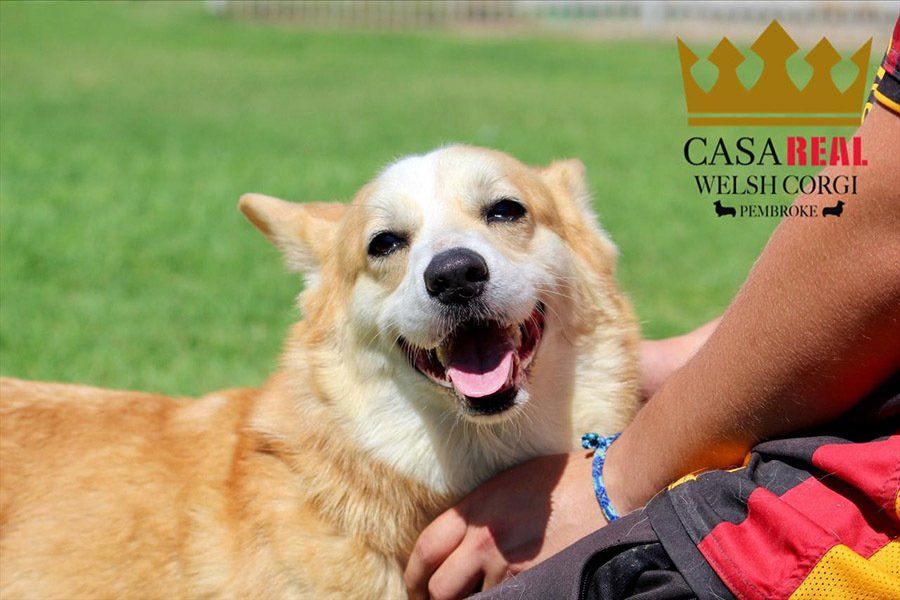 perros welsh corgi en venta