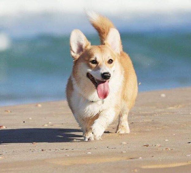 welsh corgi en Leon Guanajuato