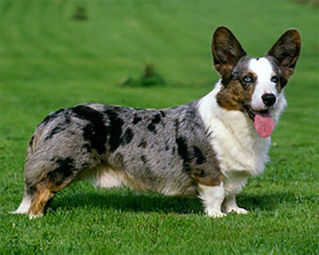 welsh corgi en Sinaloa