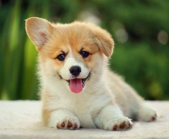 Cachorros welsh corgi