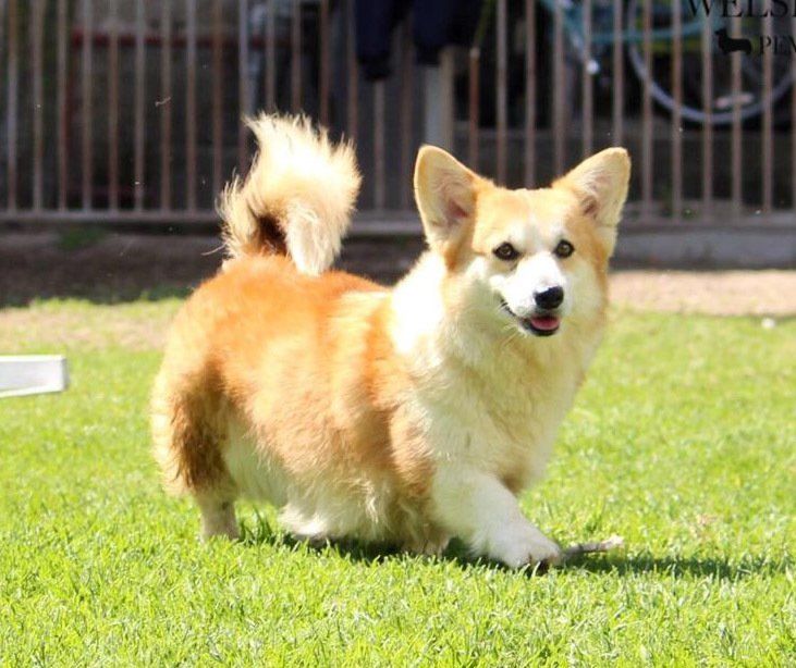 Welsh Corgi en venta