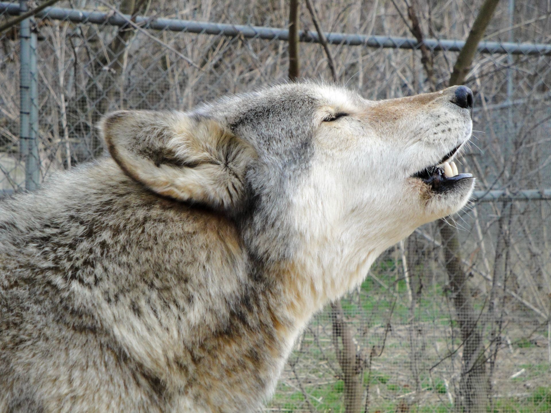 A close up of a wolf with its mouth open.